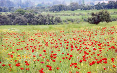 パウロの道を行く（１）トルコ　ラオデキアの丘に咲く芥子の花